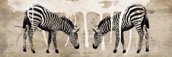 Two Zebras | Obraz na stenu