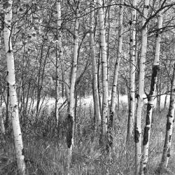 Birch Forest | Obraz na stenu