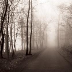 Foggy Path | Obraz na stenu