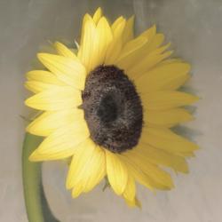 Sunflower | Obraz na stenu