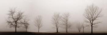 Misty Meadow | Obraz na stenu