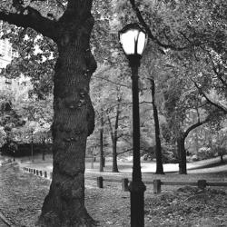 A Light in Central Park | Obraz na stenu