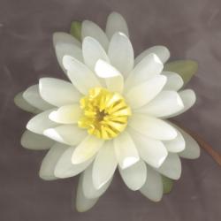 Water Lily | Obraz na stenu