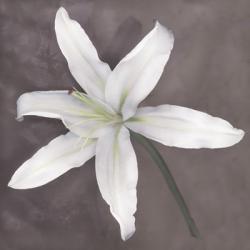 White Lily | Obraz na stenu