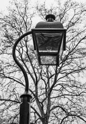 Lamp and branches | Obraz na stenu