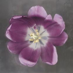 Purple Tulip | Obraz na stenu