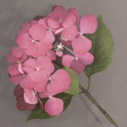 Pink Hydrangea | Obraz na stenu