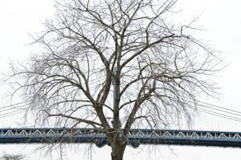 Manhattan Bridge Span with Tree | Obraz na stenu