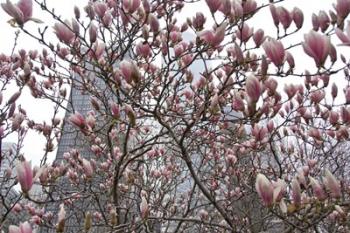 Springtime in New York | Obraz na stenu