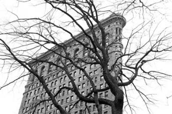 Flatiron with Tree (b/w) | Obraz na stenu