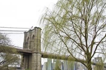 Brooklyn Bridge and Willow | Obraz na stenu