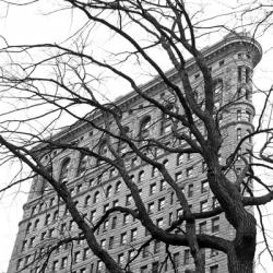 Flatiron with Tree (b/w) (detail) | Obraz na stenu