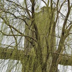 Veiled Brooklyn Bridge (detail) | Obraz na stenu