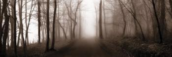 Woodland Walk (Sepia) | Obraz na stenu