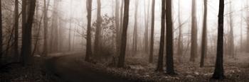 Forest Path (Sepia) | Obraz na stenu