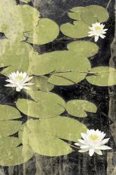Pond Blossoms | Obraz na stenu