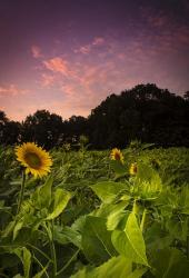 Sherbet Sunflowers | Obraz na stenu