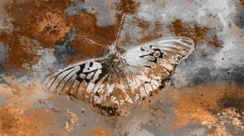 Butterfly II | Obraz na stenu