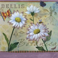 Bellis Botanica | Obraz na stenu