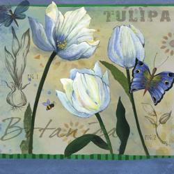 Tulipa Botanica | Obraz na stenu