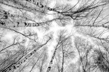 Through The Birch Trees | Obraz na stenu