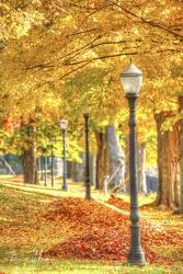 Lamp Post And Leaves | Obraz na stenu