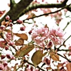 Pink Blossom II | Obraz na stenu