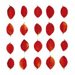 Red Leaves | Obraz na stenu