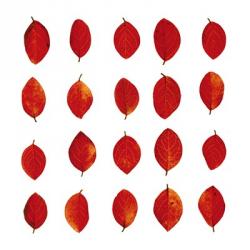 Red Leaves | Obraz na stenu