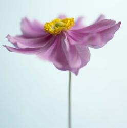 Lilac Petals I | Obraz na stenu