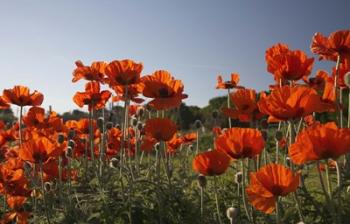 Field of Red | Obraz na stenu