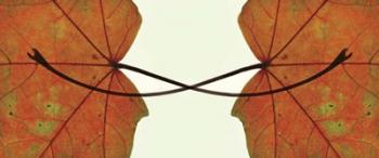 Entwined | Obraz na stenu