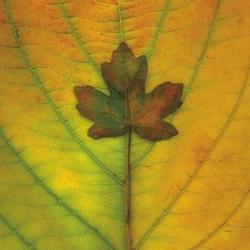 Leaf Inset | Obraz na stenu