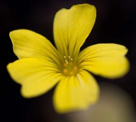 Yellow Splendor | Obraz na stenu