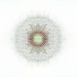 Feathery | Obraz na stenu