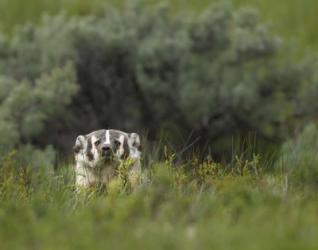 Badger Peek a Boo | Obraz na stenu