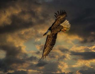 Bald Eagle at Sunset | Obraz na stenu