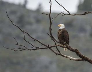 Bald Eagle Perched | Obraz na stenu