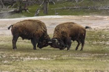 Bison Bulls Sparing | Obraz na stenu