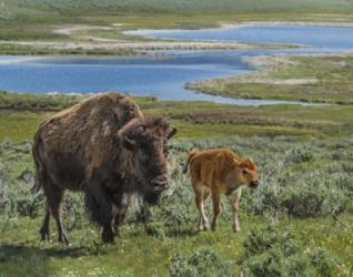 Bison Cow and Calf | Obraz na stenu