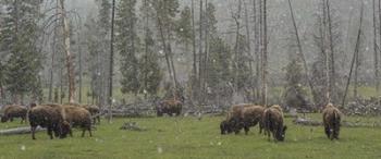 Bison Grazing in Snow | Obraz na stenu