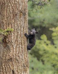 Black Bear Cub Climbing | Obraz na stenu