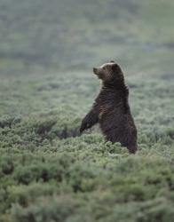 Black Bear Cub Upright | Obraz na stenu