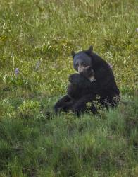 Black Bear Hugging Cub | Obraz na stenu