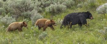 Sow and Cubs Walking | Obraz na stenu