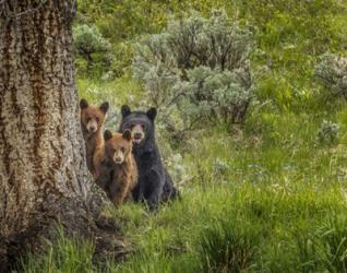 Sow and Cubs Family | Obraz na stenu