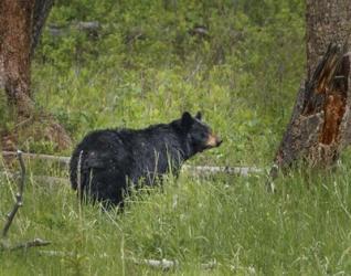 Black Bear Sow Watching Cubs | Obraz na stenu