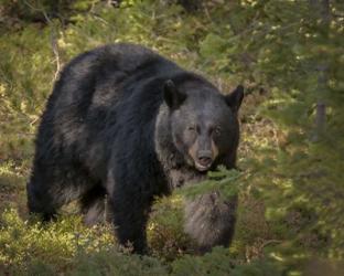 Black Bear Sow | Obraz na stenu