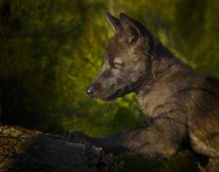 Black Wolf Pup | Obraz na stenu