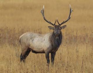 Bull Elk | Obraz na stenu